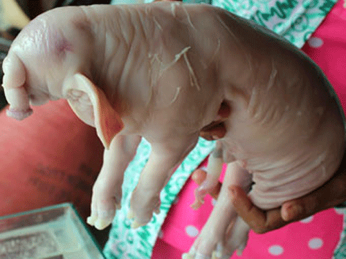 Lợn con có vòi dài 30cm như voi