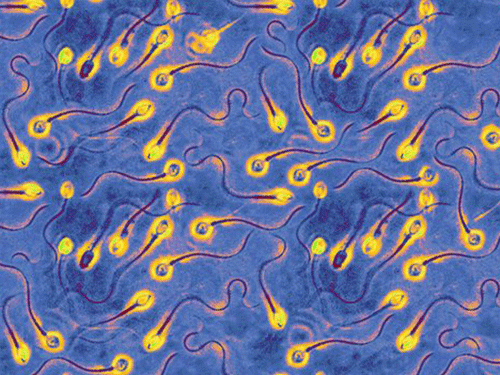 Triển vọng mới về thuốc ngừa thai nam giới