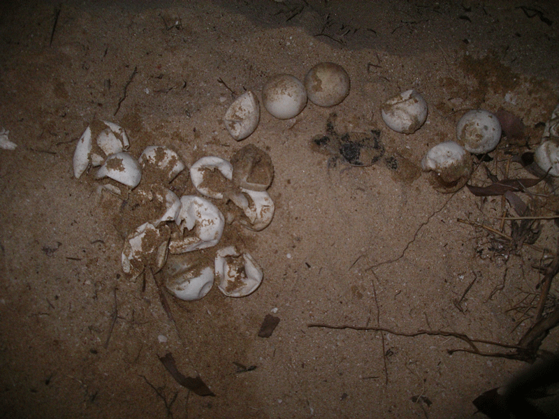 120 quả trứng cho ra 110 con rùa con. ảnh Ngọc Nhuận