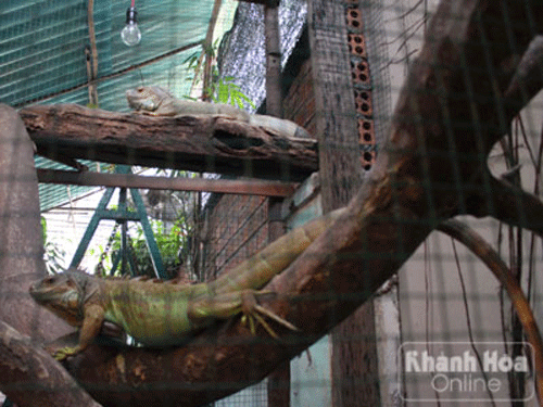 Kỳ nhông Nam Mỹ được nhiều người nuôi nhất ở Nha Trang hiện nay