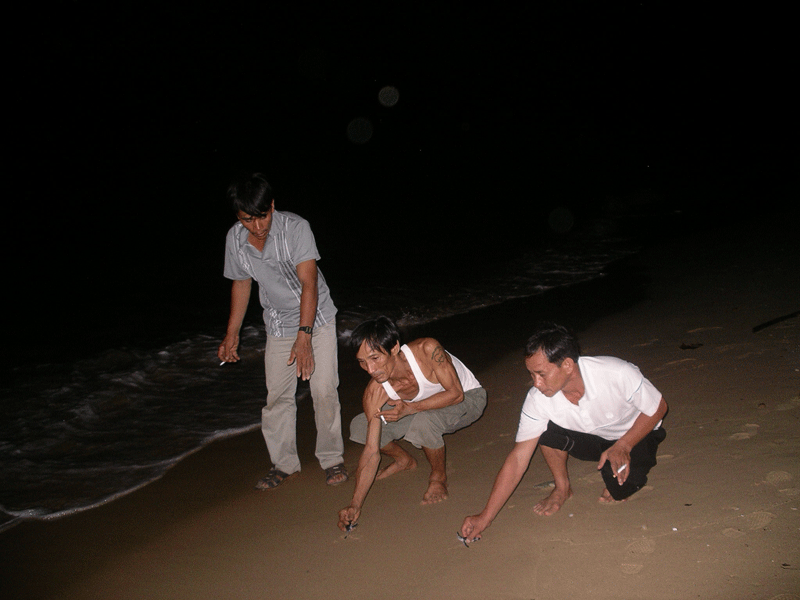 Trợ sức cùng các chú rùa tí hon trở về biển cả. ảnh Ngọc Nhuận