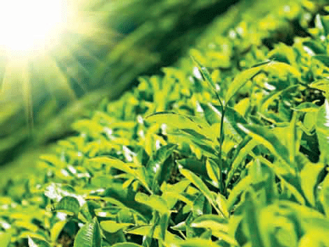 Trà Ô Long TEA+ Plus Làn gió mới của trà uống liền trong giới trẻ