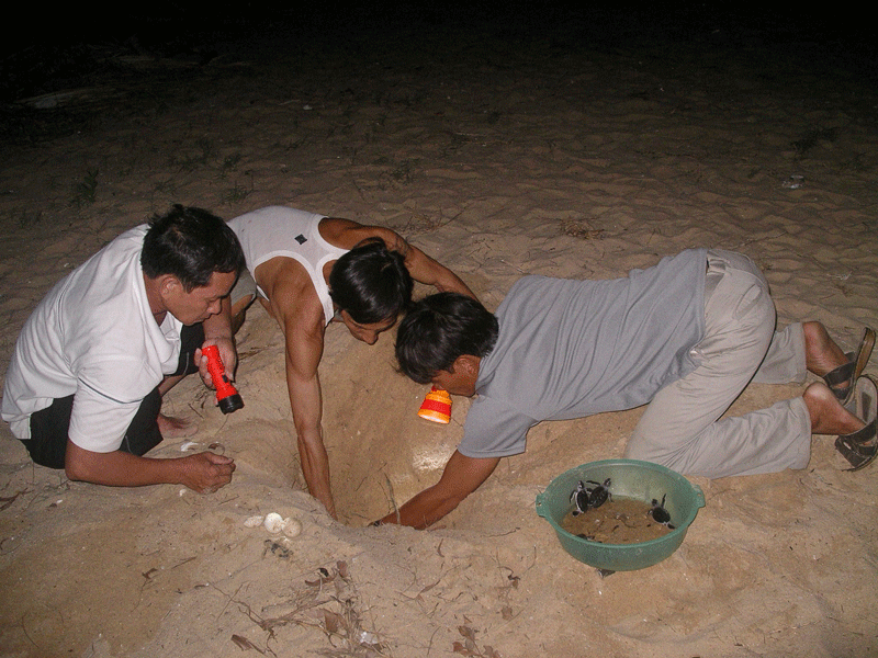 Trên 100 chú rùa biển tí hon về với đại dương