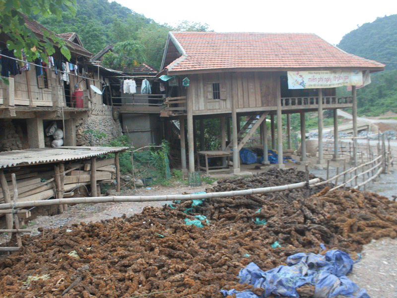 Cu ly được một hộ dân thu mua. 