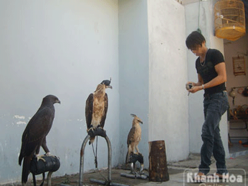 Thú chơi 'vương điểu, kỳ nhông' của dân phố biển