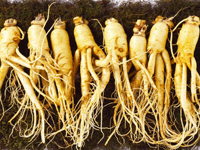 Dùng nhân sâm, tam thất thế nào cho đúng?