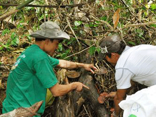 Đồn 'nấm lim xanh chữa ung thư' rồi mặc sức thổi giá