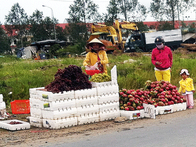 Nho Mỹ... giá chỉ 4.000 đồng/kg!