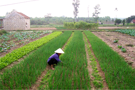 Người tiêu dùng cũng rất lo lắng về chất lượng rau quả. Người tiêu dùng cũng rất lo lắng về chất lượng rau quả. Ảnh: Internet