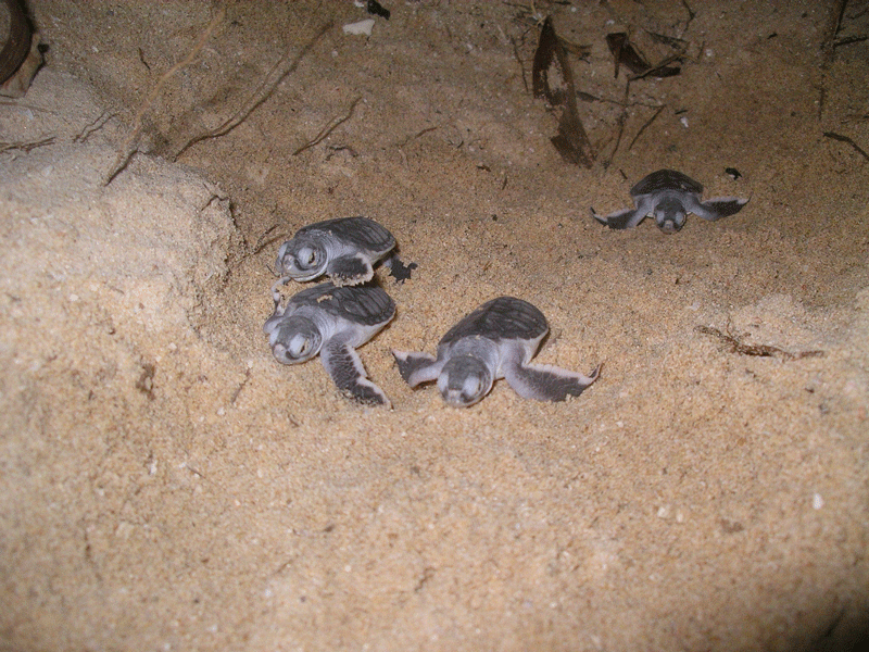 Những chú rùa biển tí hon lon ton về với biển cả. ảnh Ngọc Nhuận