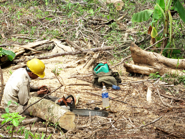 Làm rõ dấu hiệu bảo kê tàn phá rừng ở Phú Yên