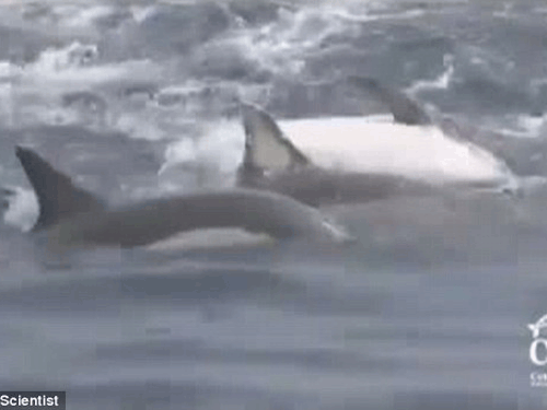 Đàn cá heo kết thành ‘bè’ cứu bạn