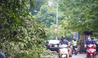 Hà Nội ngổn ngang sau cơn lốc: Gần 1.000 cây xanh bật gốc, gãy đổ