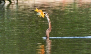 Chim cổ rắn quý hiếm kéo đến săn mồi ở hồ TPHCM