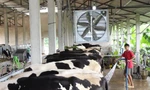 Bức tranh ngành chăn nuôi bò sữa xuất hiện những 'điểm đen'
