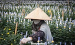 Thủ phủ hoa lớn nhất Hà Nội hối hả vào vụ Tết
