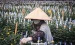 Thủ phủ hoa lớn nhất Hà Nội hối hả vào vụ Tết