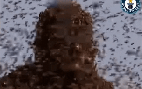 Hơn 600.000 con ong bâu kín người, chàng trai lập kỷ lục Guinness