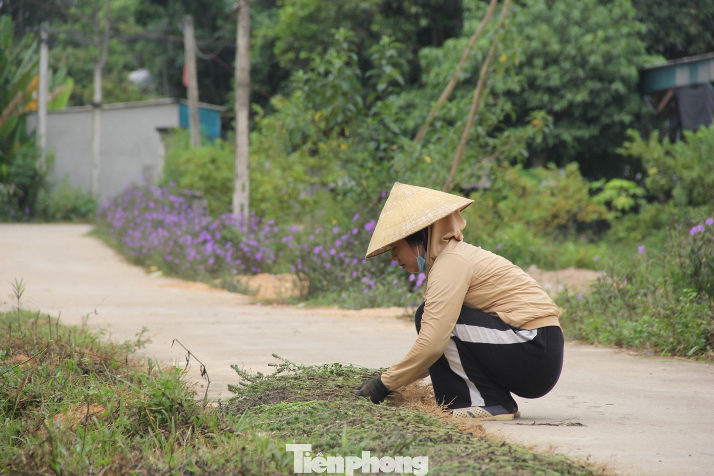 ក្រោយពីច្រូតកាត់ហើយ ដើមដង្កូវស្ងួតត្រូវលក់ឲ្យឈ្មួញ ឬកន្លែងកែច្នៃក្នុងឃុំ។ tp-17.jpg