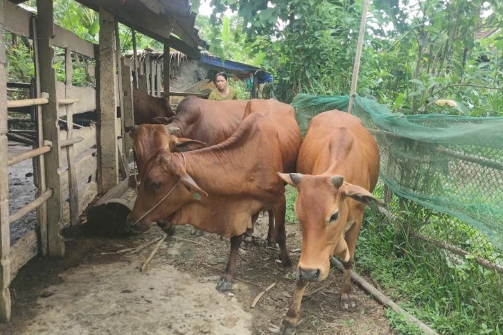 彼らに与えられた牛の群れは順調に成長しており、飢餓撲滅と貧困削減という目標に大きく貢献しています。 15.jpg