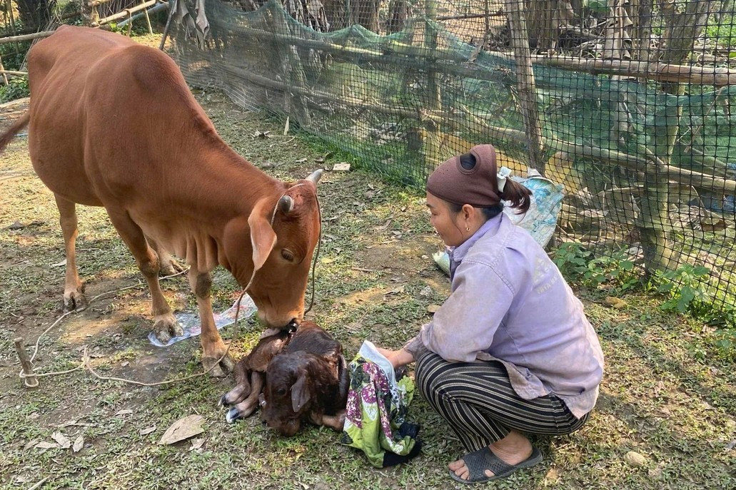 マック・ティ・ニャンさんは、与えられた繁殖用の牛2頭のうち1頭がちょうど出産した時、とても嬉しかった。 14.jpg