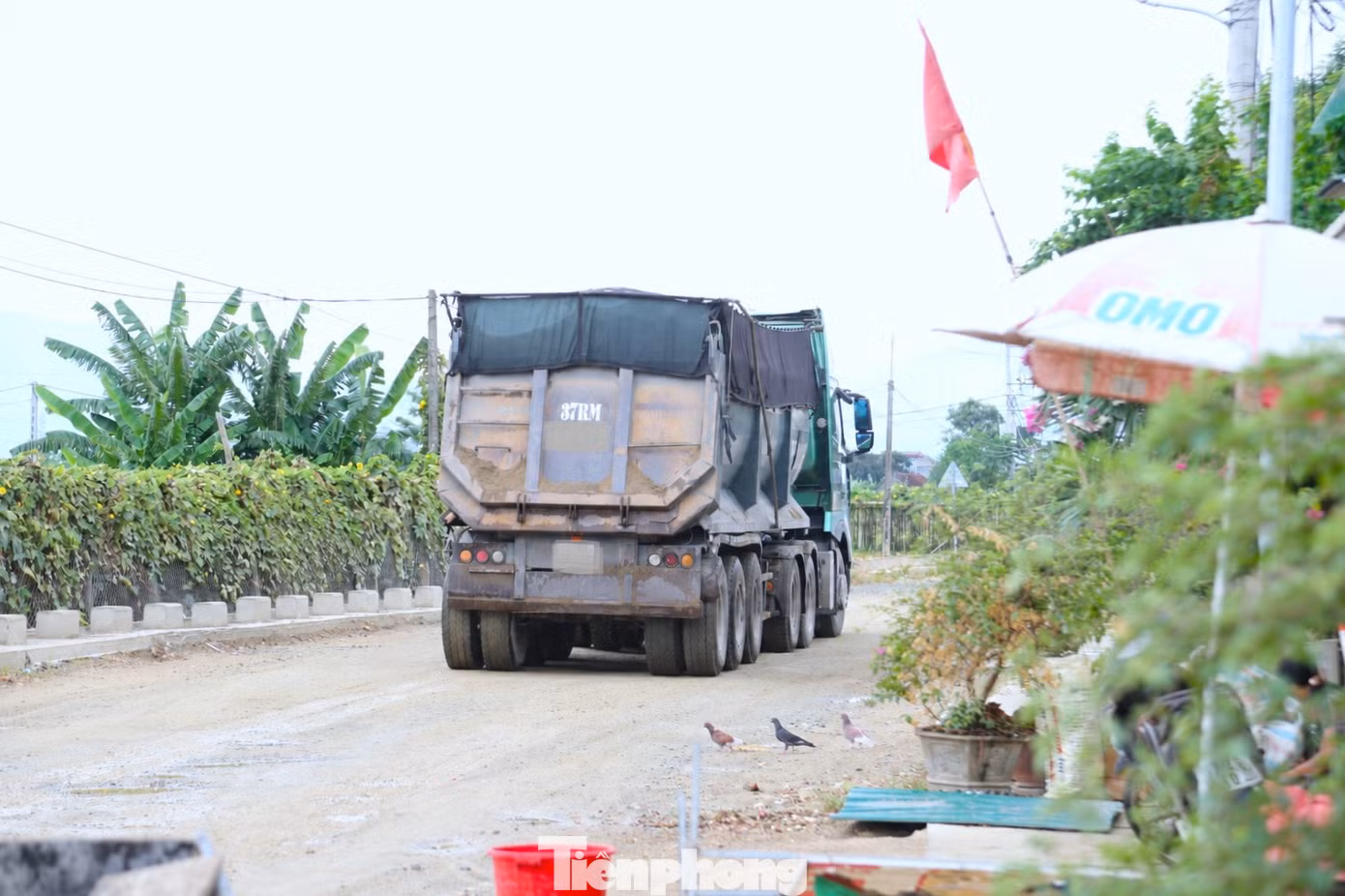 tp-17.jpg