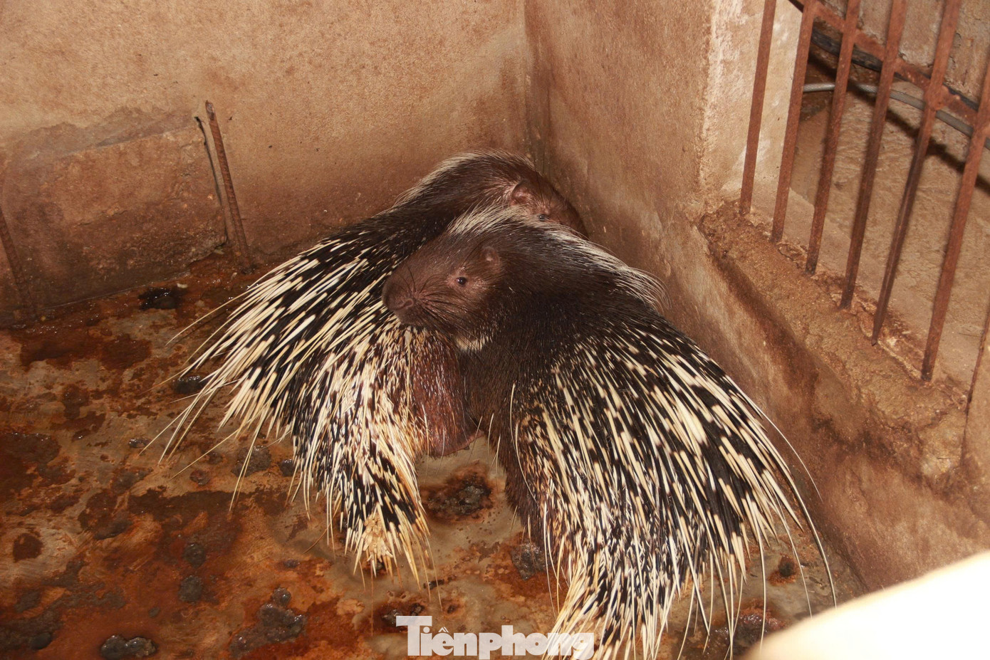 Porcupine farming model helps Mr. Binh and his wife escape poverty tp-4.jpg
