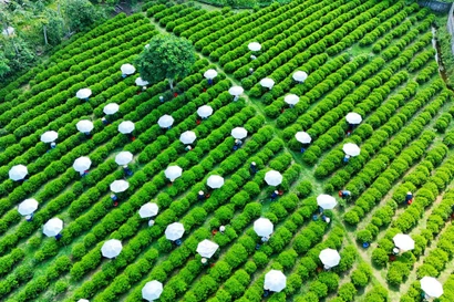 Thái Nguyên muốn thu 1 tỷ USD từ cây chè
