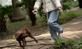 Sự thật về ‘đảo mèo’ nằm giữa hồ Bảy Mẫu, công viên Thống Nhất