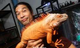 Độc đáo đam mê nuôi Bò sát của giới trẻ: Yêu rắn, thằn lằn như người thân trong gia đình