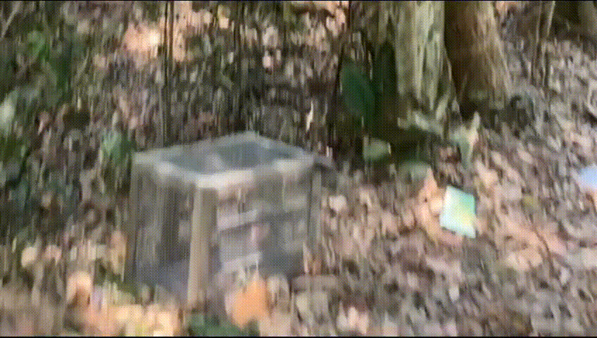 Rắn dài 3 mét lao vút vào bệnh viện, nọc độc có thể giết người hàng loạt