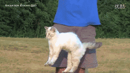 Kể cả khi ngã ngửa từ trên cao xuống, mèo vẫn có thể lật người trên không trung và tiếp đất bằng bốn chân theo bản năng. (Gif so sánh do cư dân mạng Weibo đăng tải)