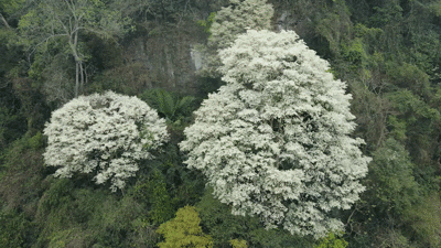 Loài cây nở hoa nhuộm trắng núi rừng Thanh Hóa