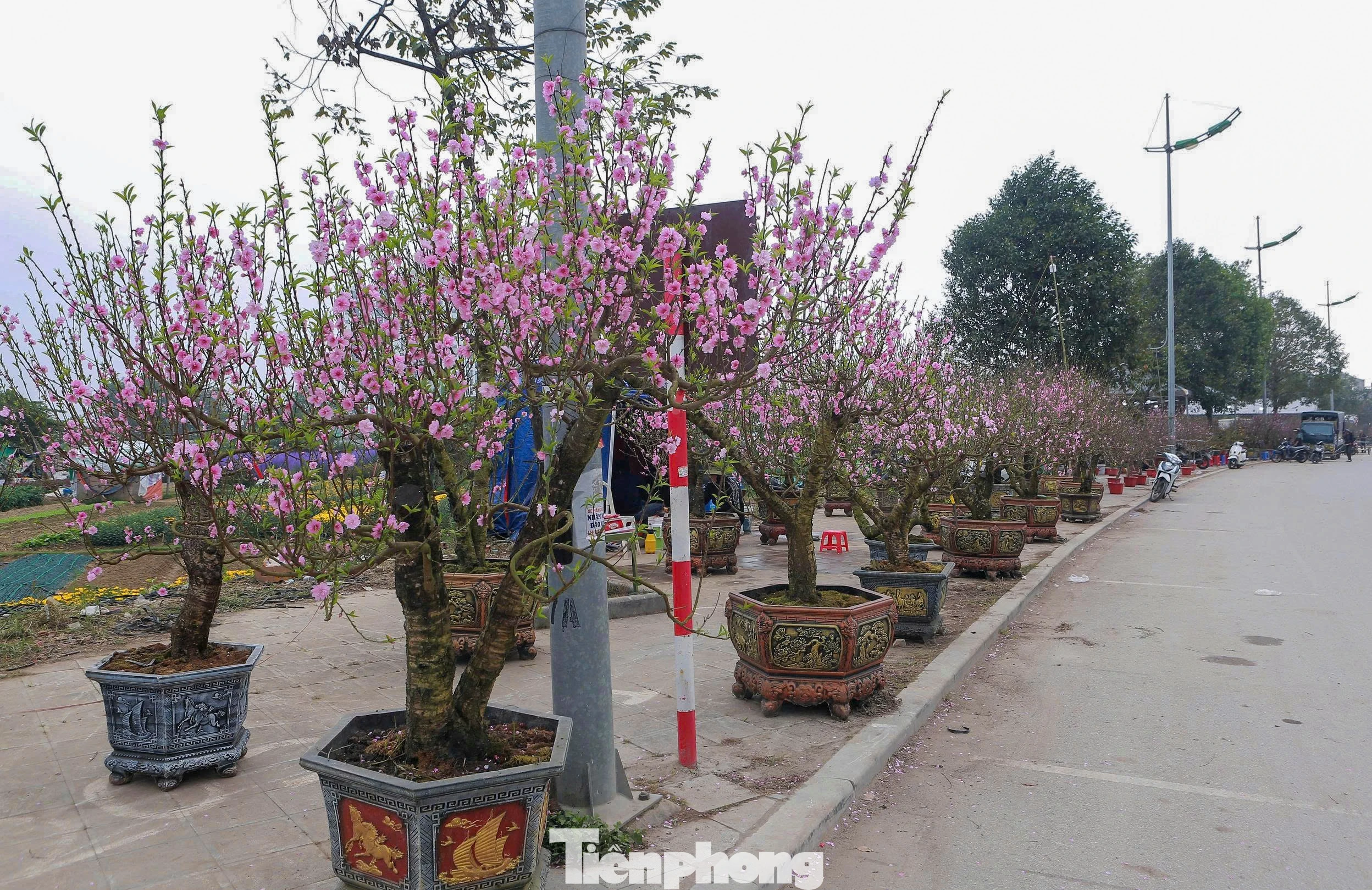 Chợ hoa xuân Thanh Hóa ảm đạm, tiểu thương lo lắng vì đào nở sớm, vắng khách