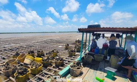 Thủ phủ hàu Vân Đồn điêu đứng, hàng Trung Quốc giá rẻ tràn lan 