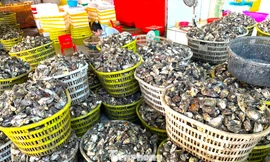 Chuyện gì đang xảy ra với hàu Quảng Ninh? 