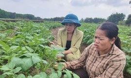 Người gieo ‘no ấm’ trên những cánh đồng ở Nà Bấc