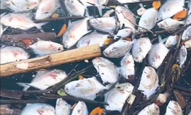 Cá chết hàng loạt chưa rõ nguyên nhân ở đặc khu Vân Đồn
