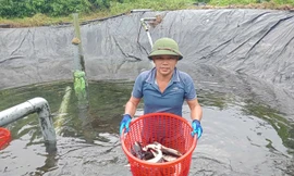 Người đàn ông Sán Chỉ đổi đời nhờ nuôi loài ‘cá quý tộc’