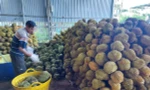 Năm 2025, sản lượng sầu riêng của tỉnh Đắk Lắk ước đạt 390.000 tấn. Ảnh: Tuấn Nguyễn