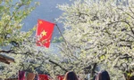 Tour hoa mận Mộc Châu nở rộ mấy năm nay khiến đường lên Mộc Châu vào mùa hoa năm nào cũng tắc 