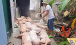 Người dân rắc vôi tiêu hủy dịch tả lợn châu Phi