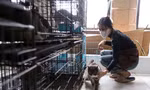 Dịch vụ trông thú cưng dịp Tết được nhiều người lựa chọn