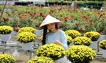Nông dân chăm chút từng chậu hoa phục vụ thị trường Tết Nguyên đán 2026 
