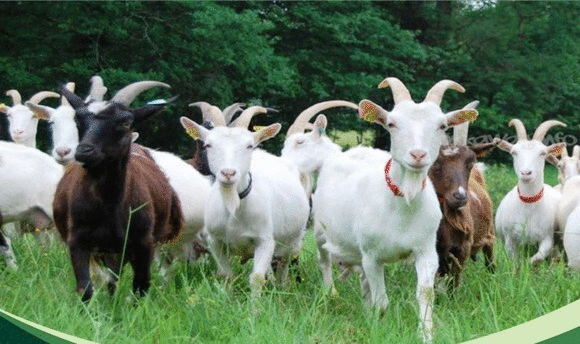 Tử vi 12 con giáp chủ nhật 21/3: Mùi bị cạnh tranh, Hợi có vận may tiền bạc