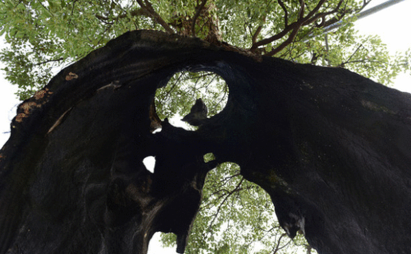 1001 thắc mắc: Vì sao nhiều cây cổ thụ rỗng thân mà vẫn sống?