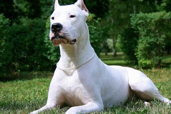 Tử vi 12 con giáp chủ nhật 9/5: Hổ lúng túng, chó chớ ngạo mạn