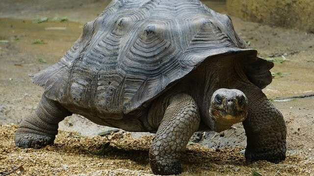 1001 thắc mắc: Bí quyết gì giúp rùa sống lâu, vì sao rùa thở được bằng mông?