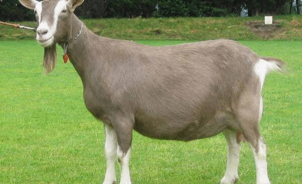 Tử vi 12 con giáp chủ nhật 12/5: Trâu may mắn; Dê tiêu tiền vô tội vạ