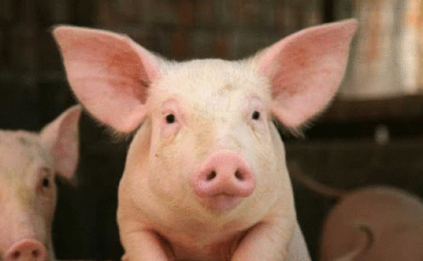 Tử vi 12 con giáp chủ nhật 2/5: Ngựa quyến rũ, Lợn dễ nổi nóng